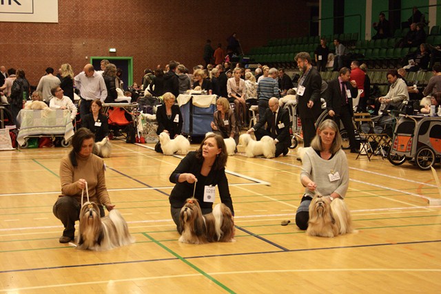 Shih Tzu Danmark